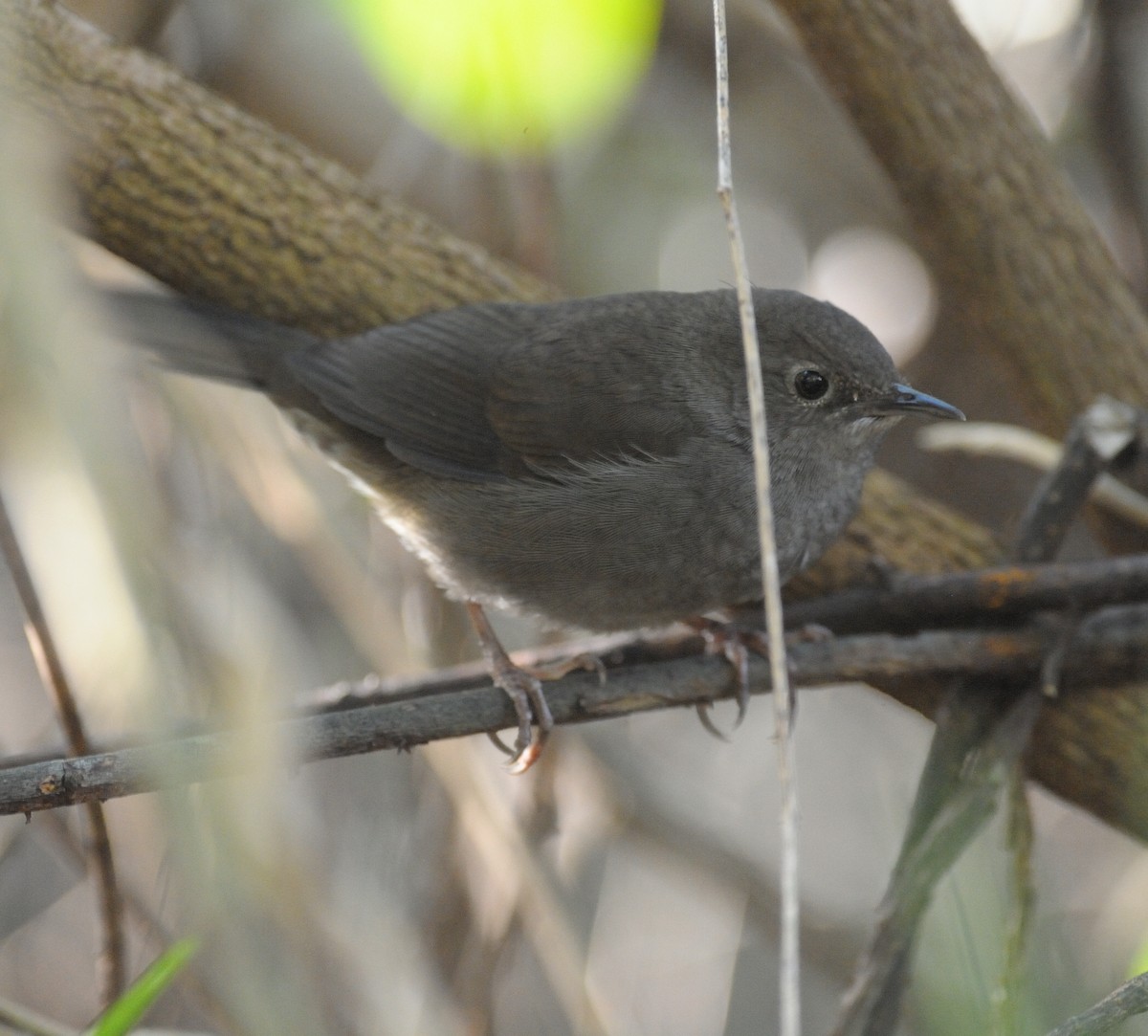 Knysna Warbler - ML451102531