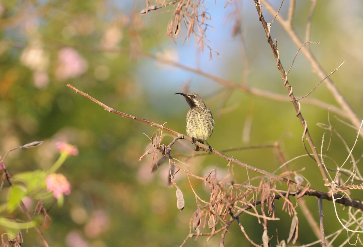 Amethyst Sunbird - Pieter du Plessis