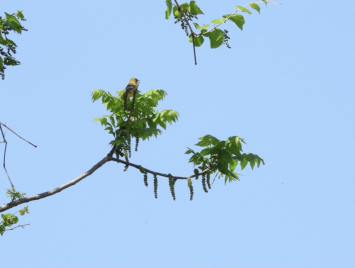 Orchard Oriole - ML451102621