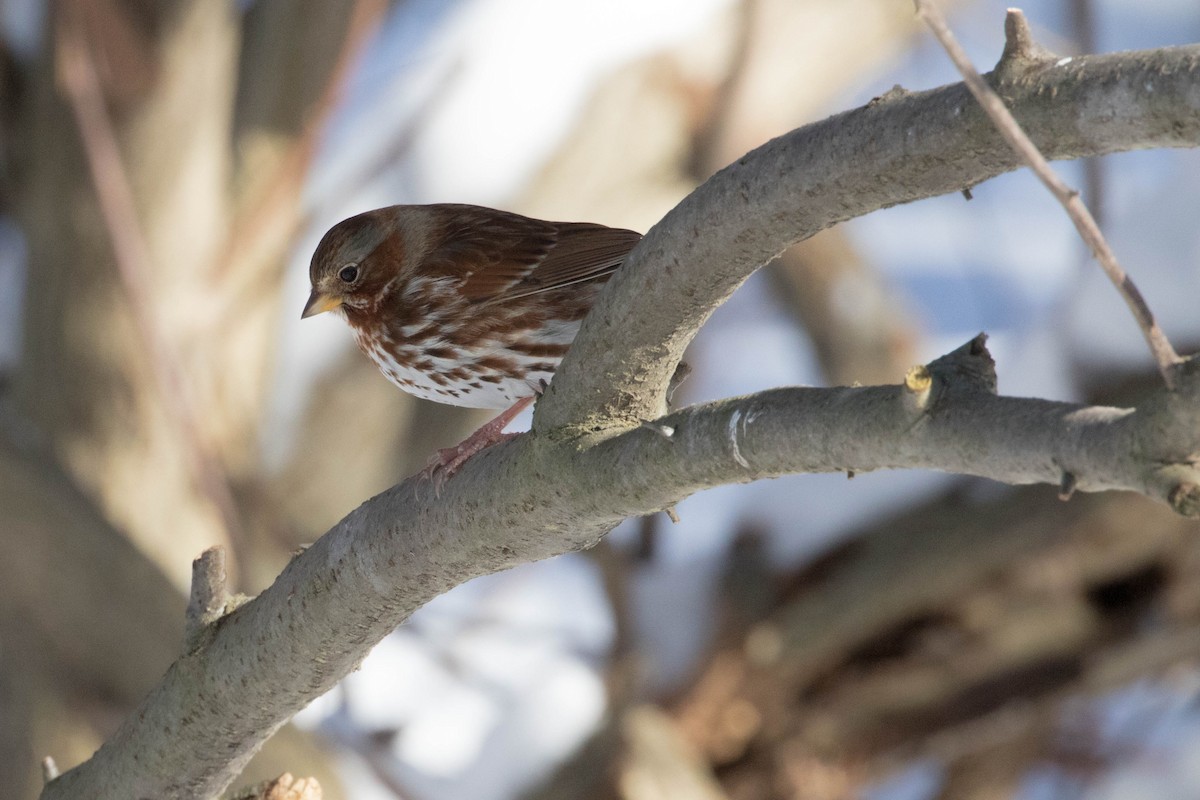 Fox Sparrow - ML45110341