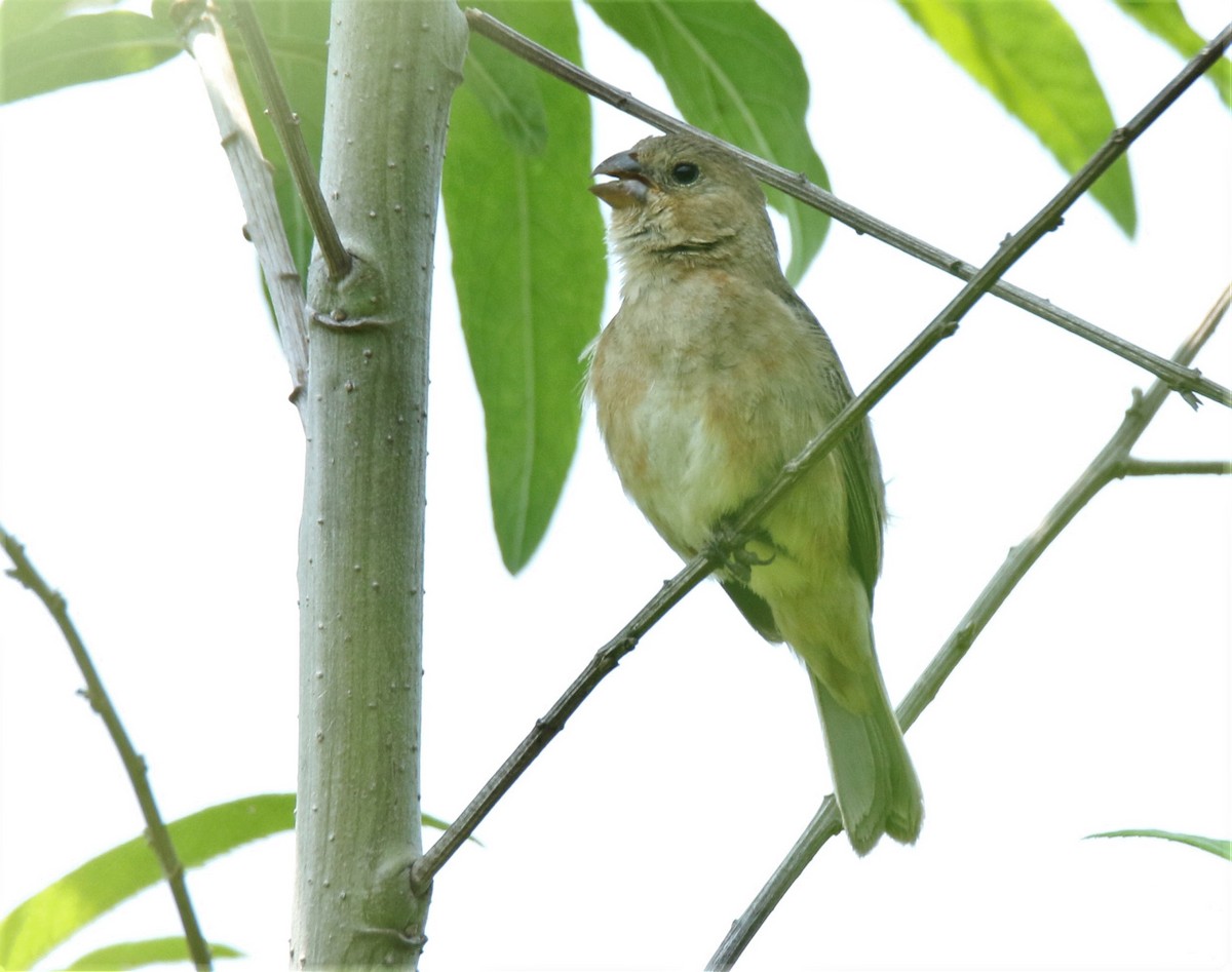 Ruddy-breasted Seedeater - ML451103731