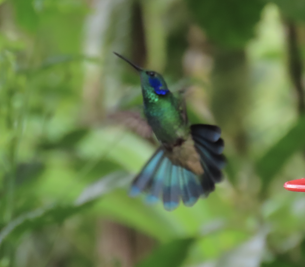 Colibrí Oreja Violeta Menor - ML451103981