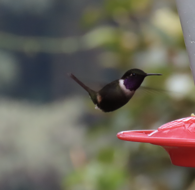 Purple-throated Woodstar - Angie Trumbo