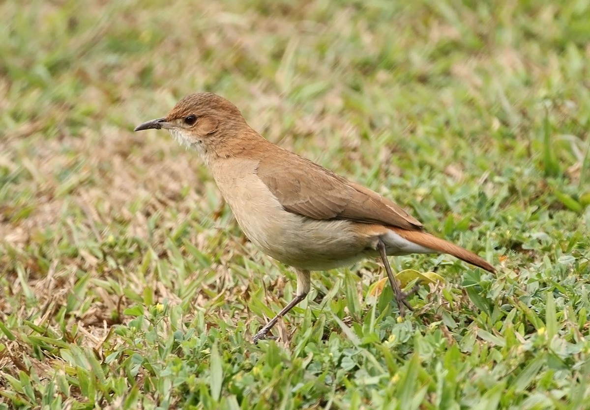 Rufous Hornero - ML451104071