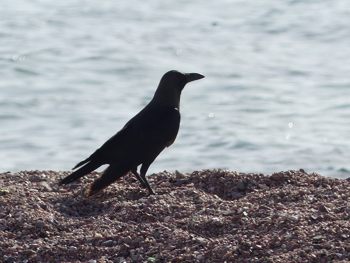 House Crow - ML451105311