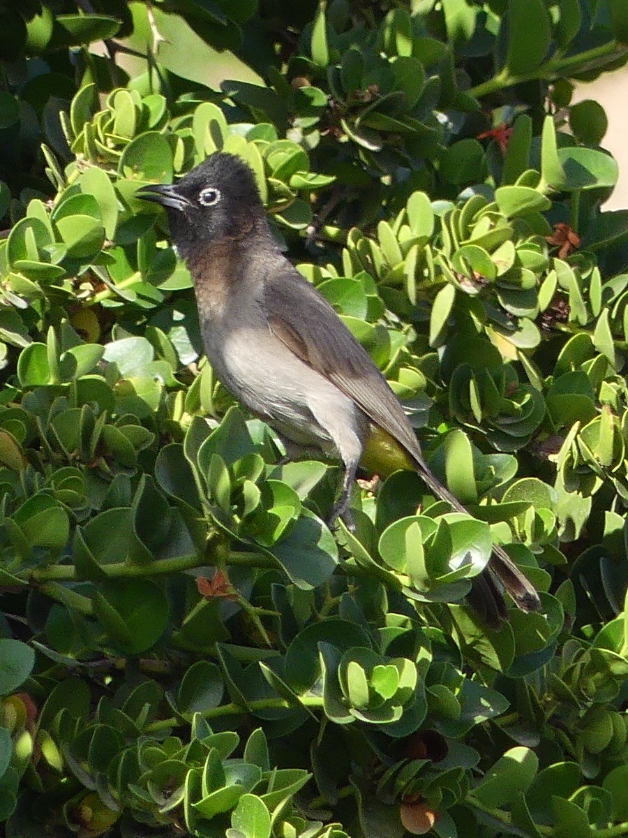 White-spectacled Bulbul - ML451105381