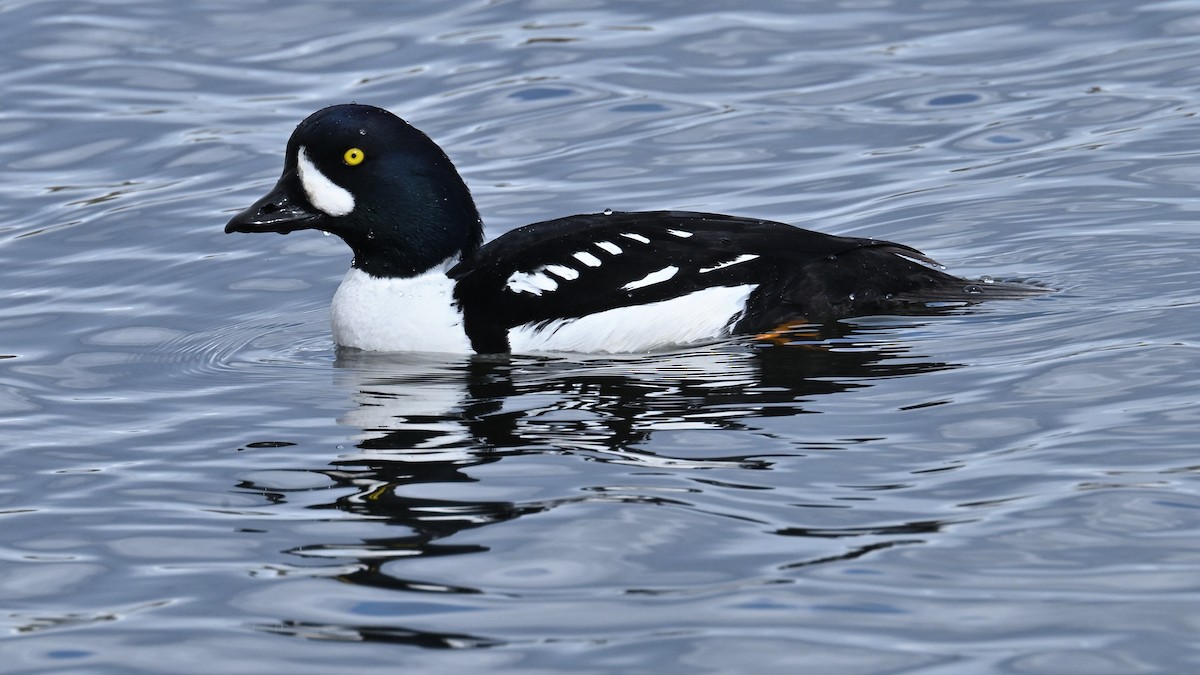 Barrow's Goldeneye - John G Woods