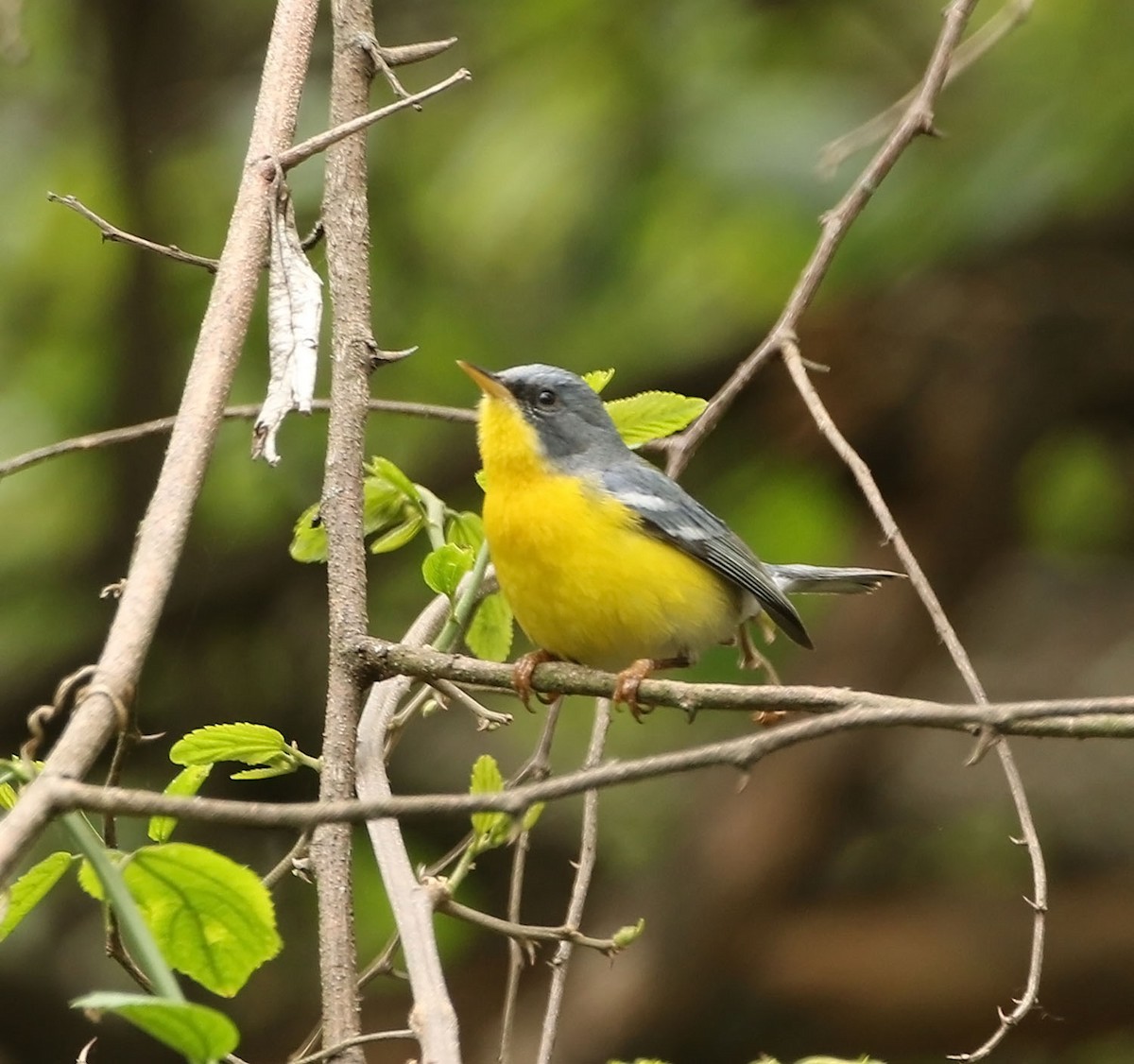 Tropical Parula - ML451107861