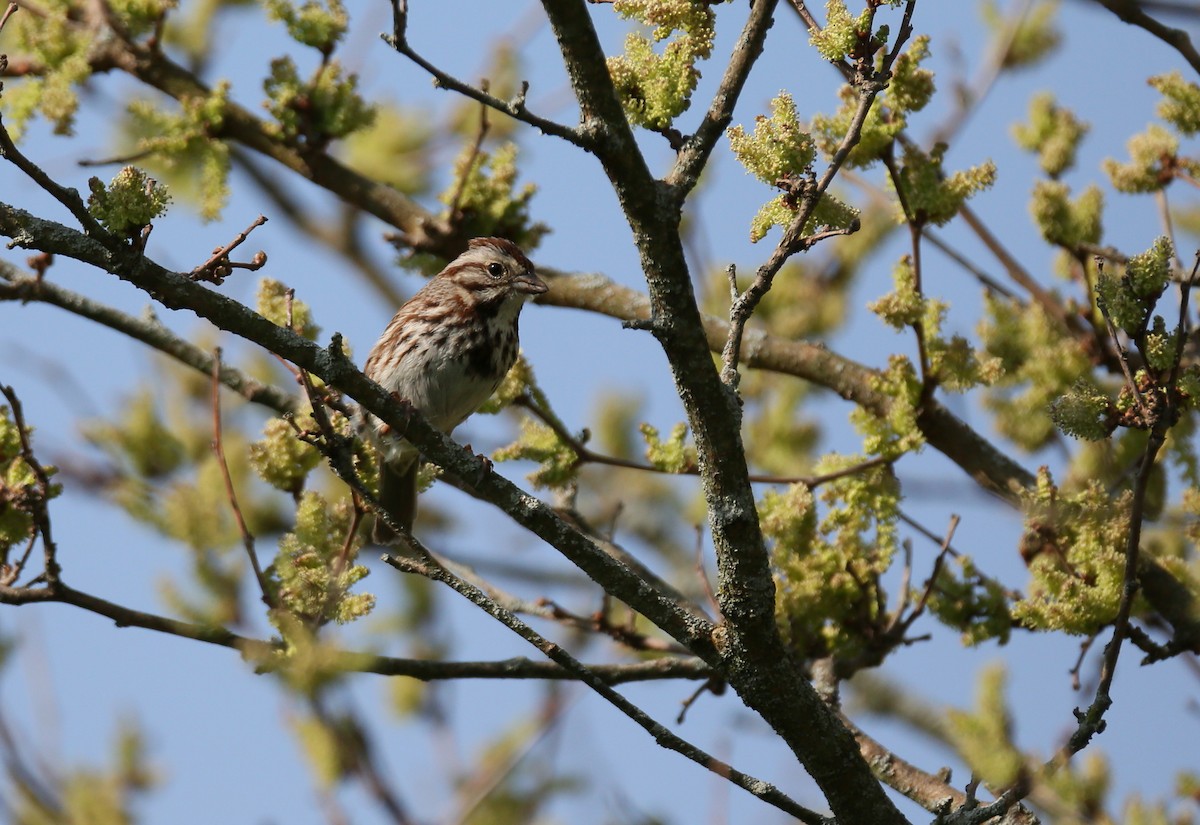 Song Sparrow - ML451111401