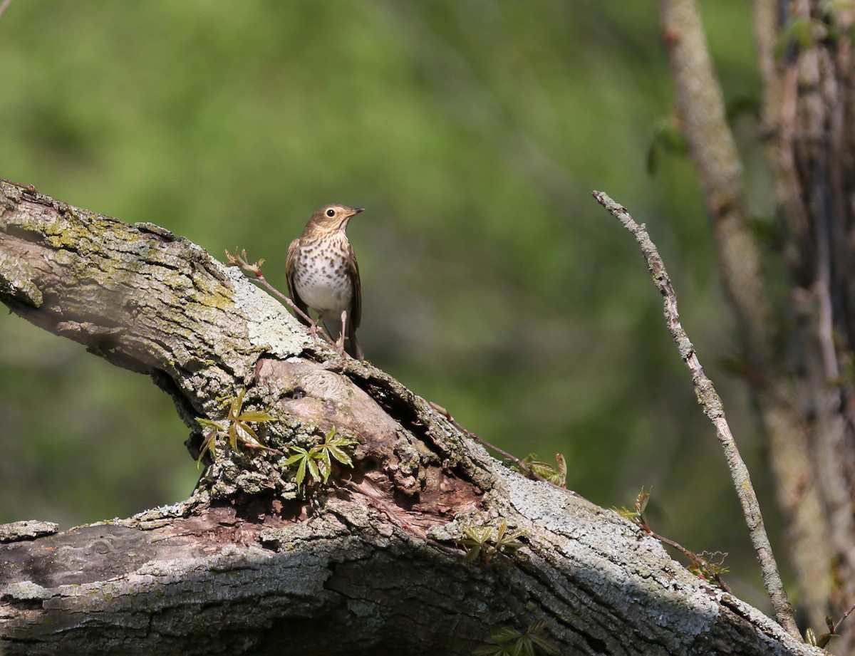 Swainson's Thrush - Ron Sempier