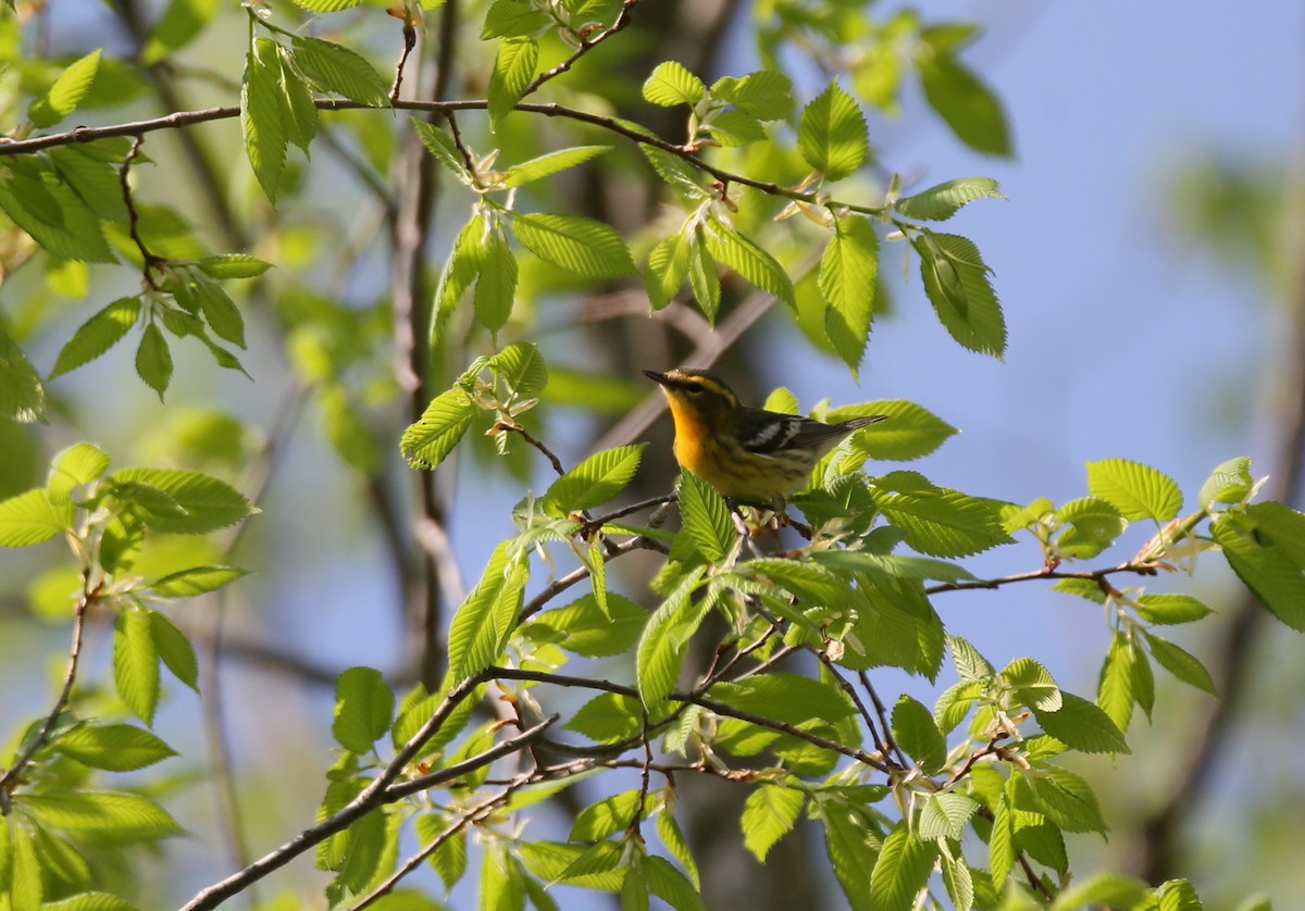 Blackburnian Warbler - Ron Sempier