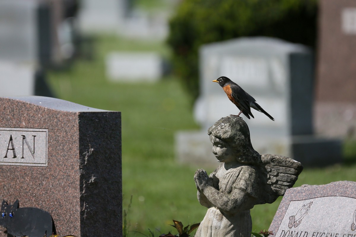 American Robin - ML451112241