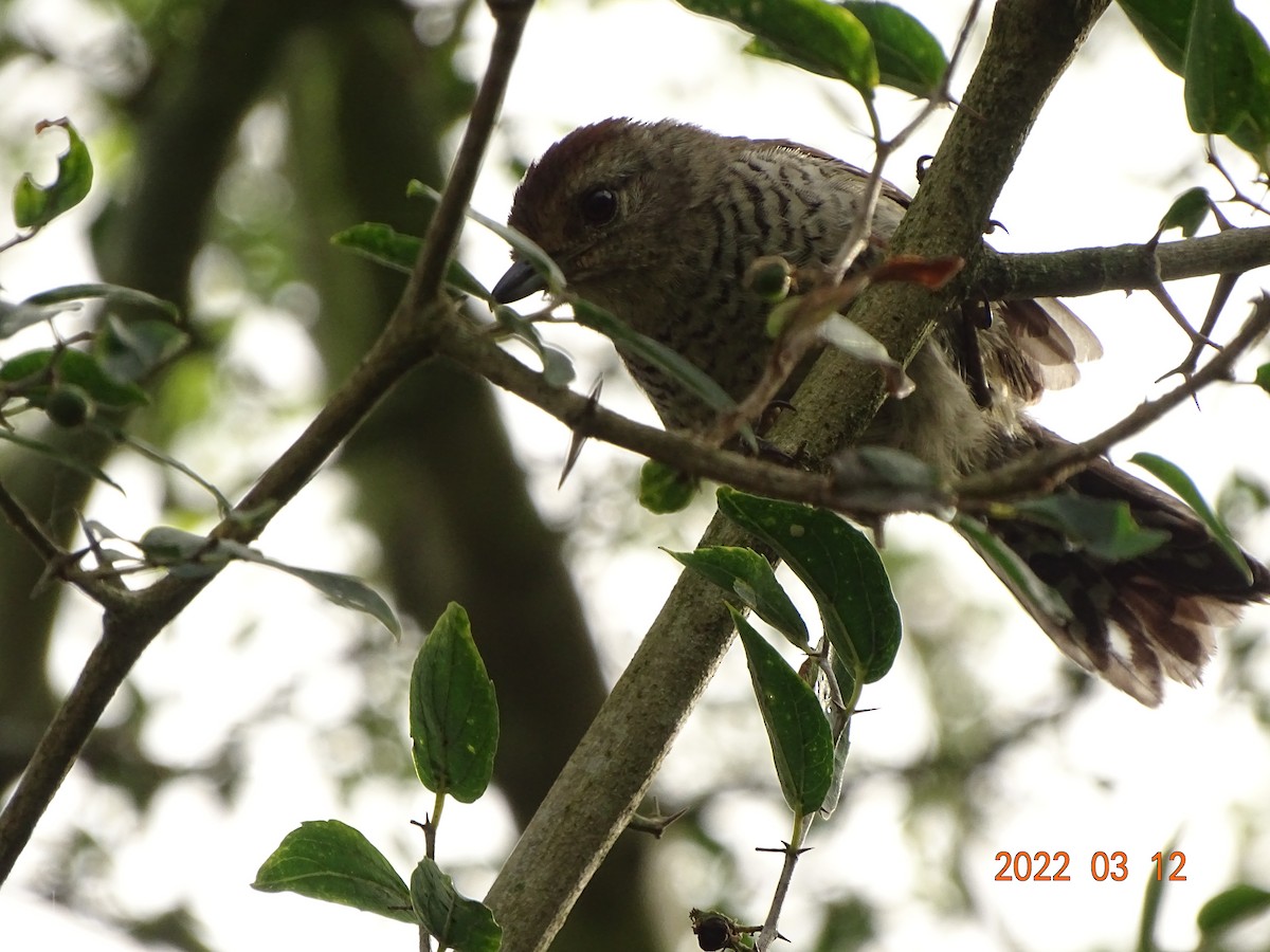 Rufous-capped Antshrike - ML451112531