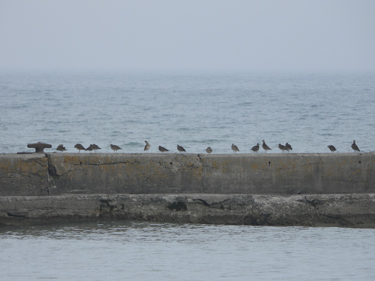 Hudsonian Whimbrel - ML451112651