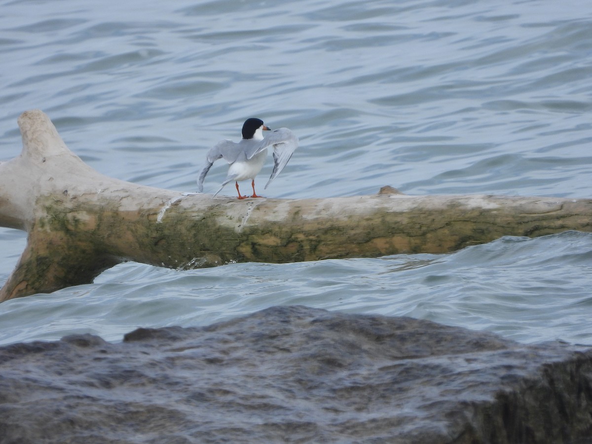 Forster's Tern - ML451112681