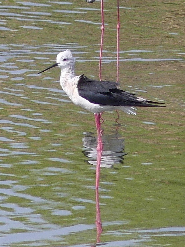 Black-winged Stilt - ML451114631