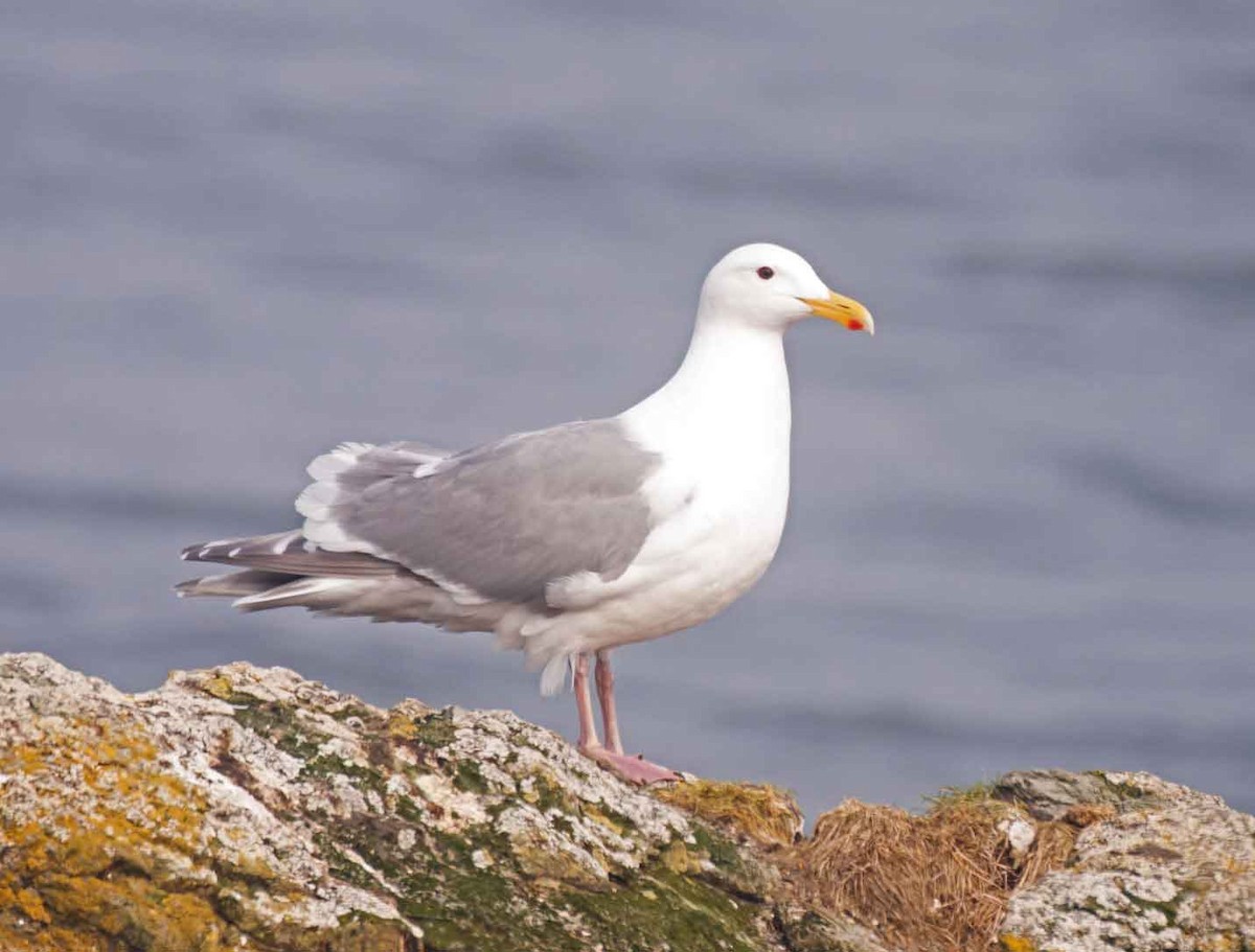 Glaucous-winged Gull - Scott Berglund