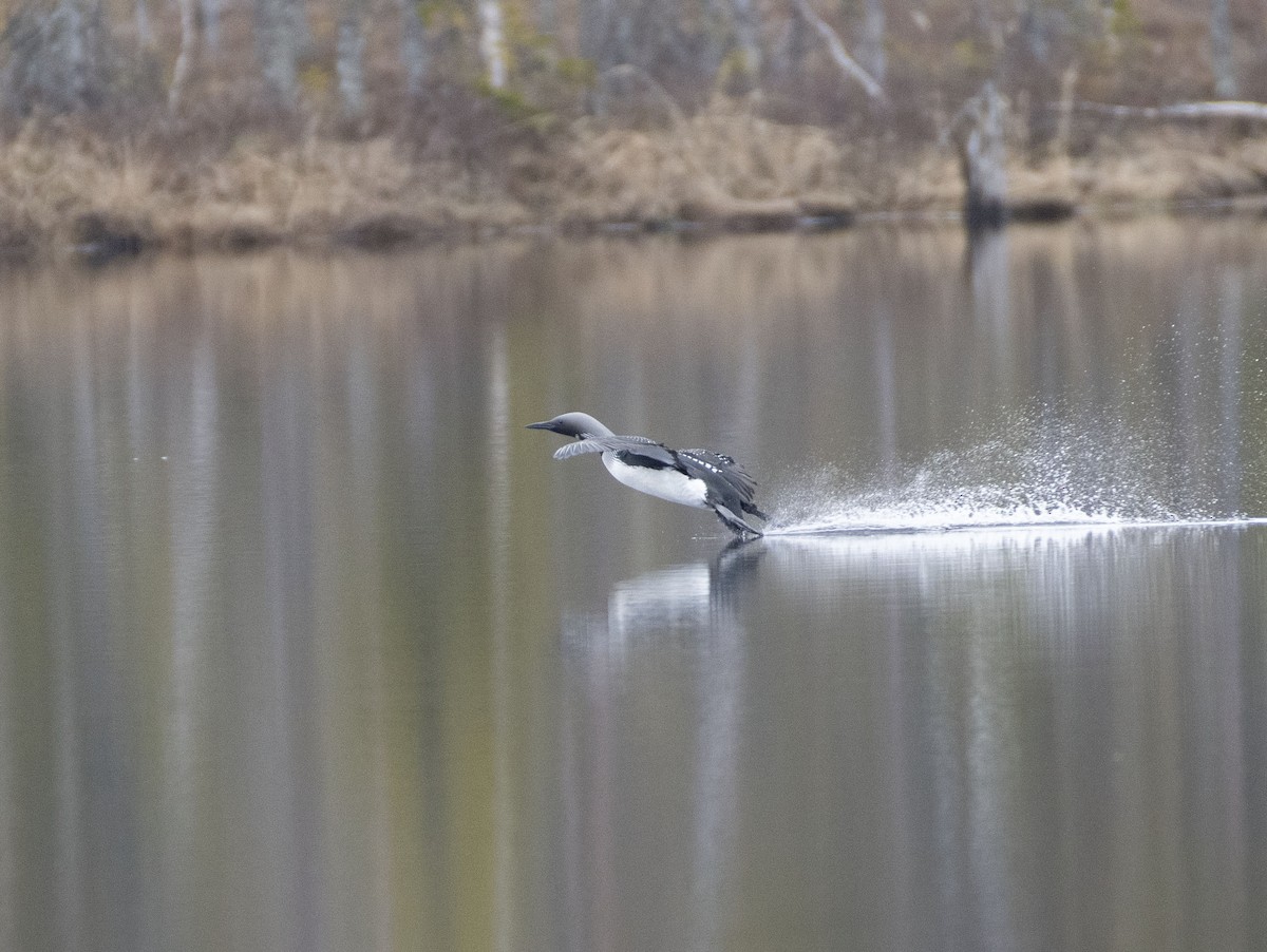 Arctic Loon - Ed Stubbs