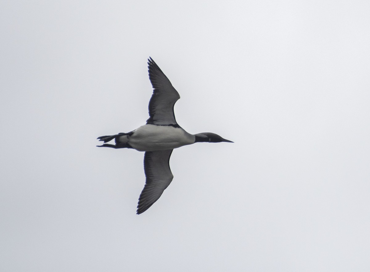 Arctic Loon - ML451118651