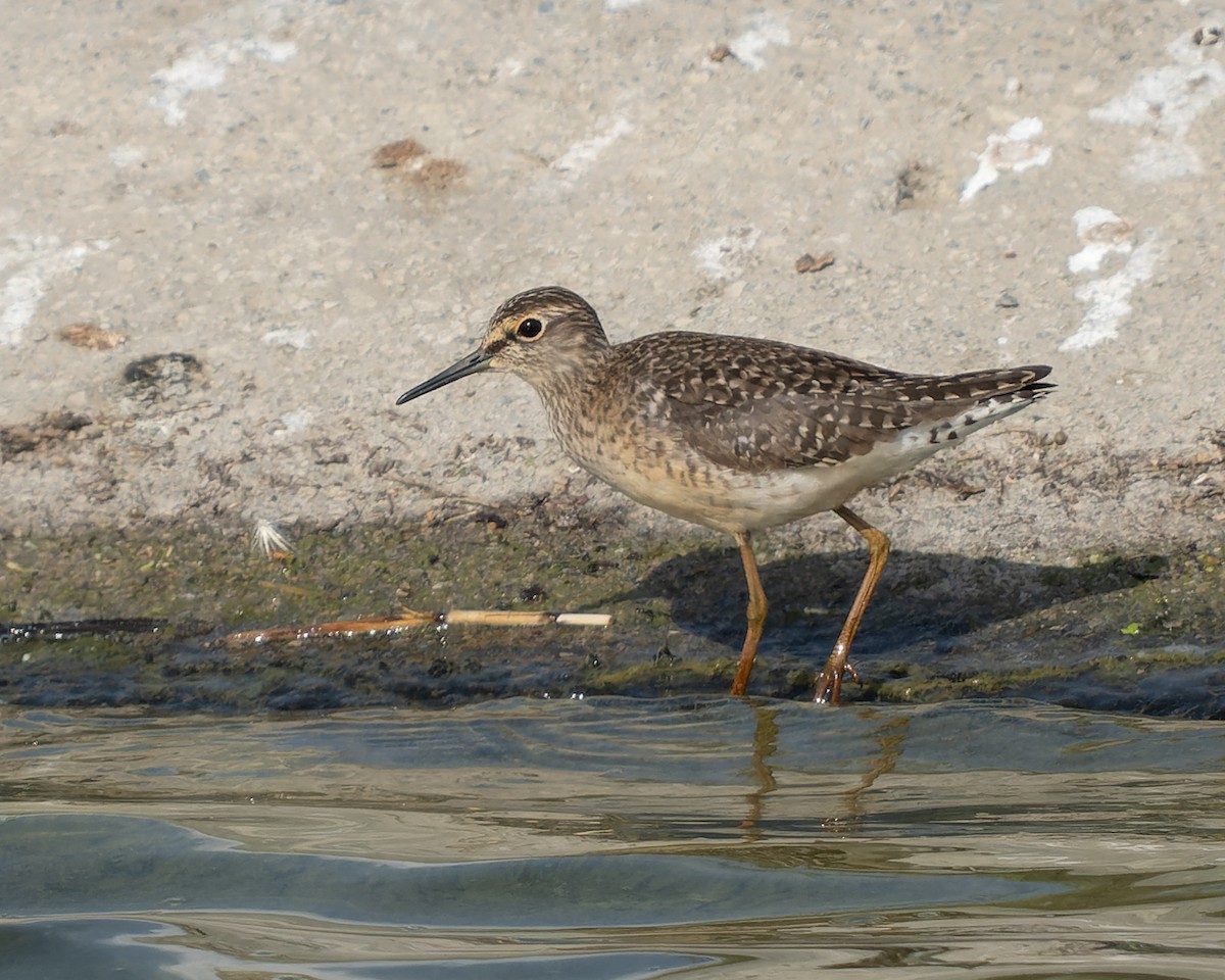 Wood Sandpiper - ML451119321