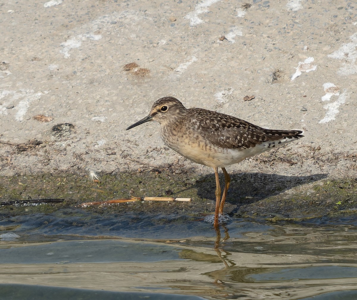 Wood Sandpiper - Simon Colenutt