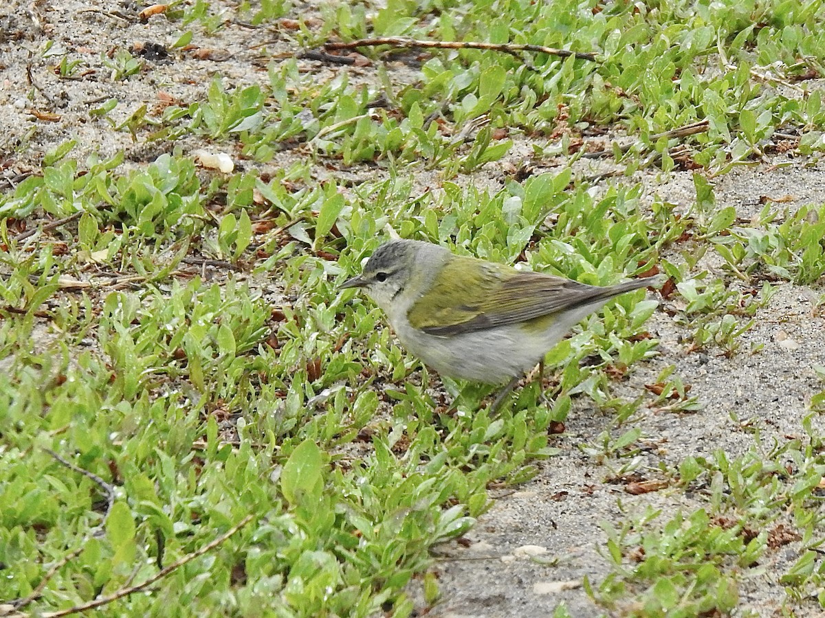 Brauenwaldsänger - ML451120821