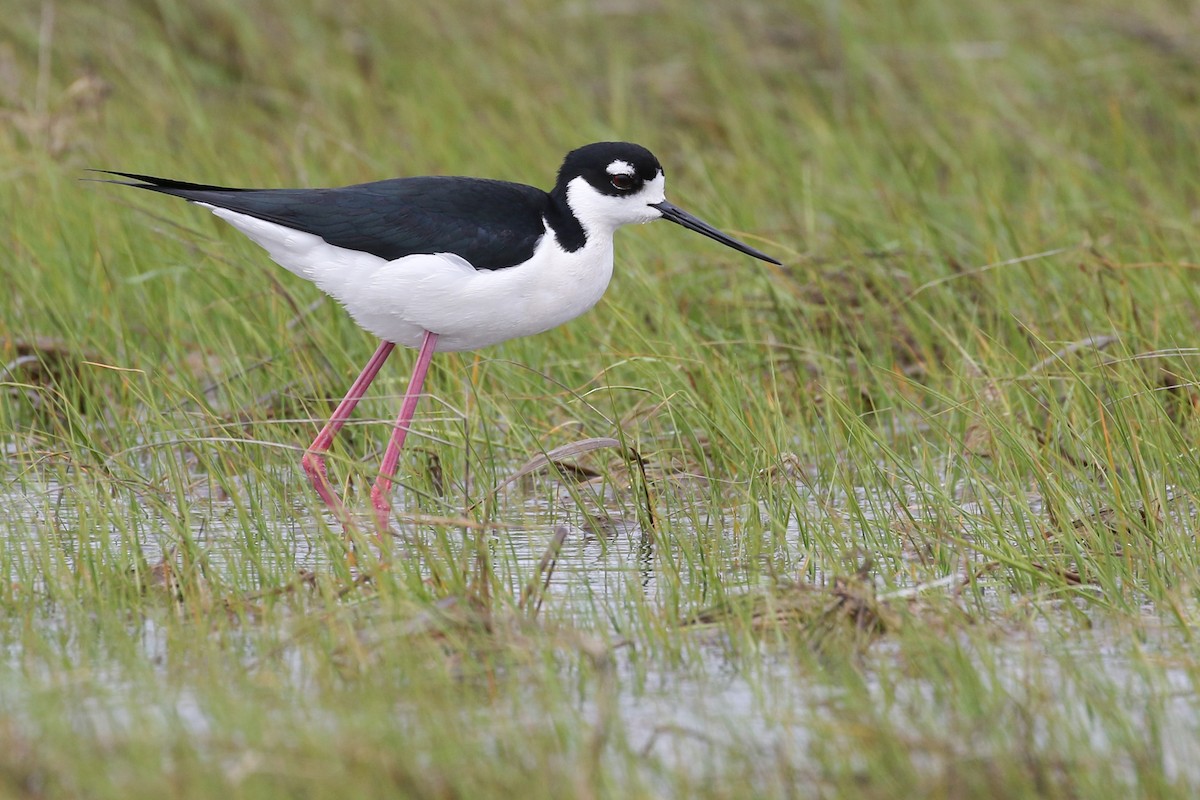 Black-necked Stilt - Baxter Beamer