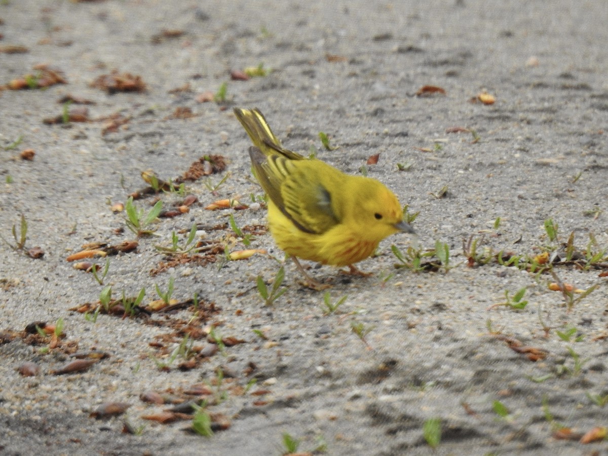 Paruline jaune - ML451121361