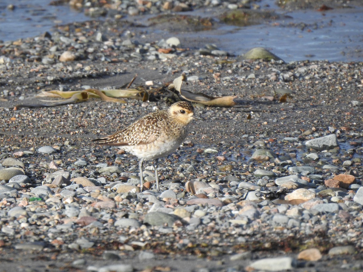 Pacific Golden-Plover - ML451123951