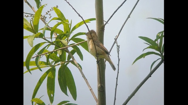 Ruddy-breasted Seedeater - ML451124991