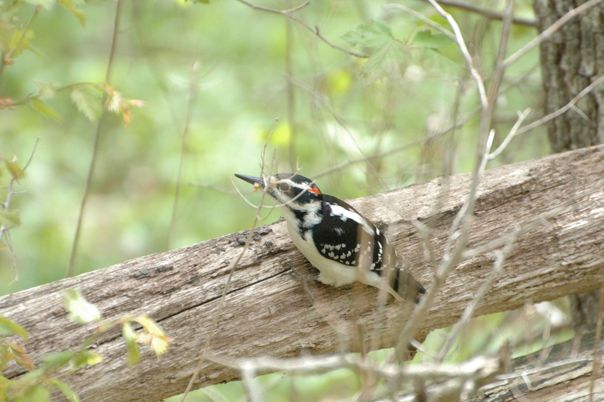 Hairy Woodpecker - ML451125021