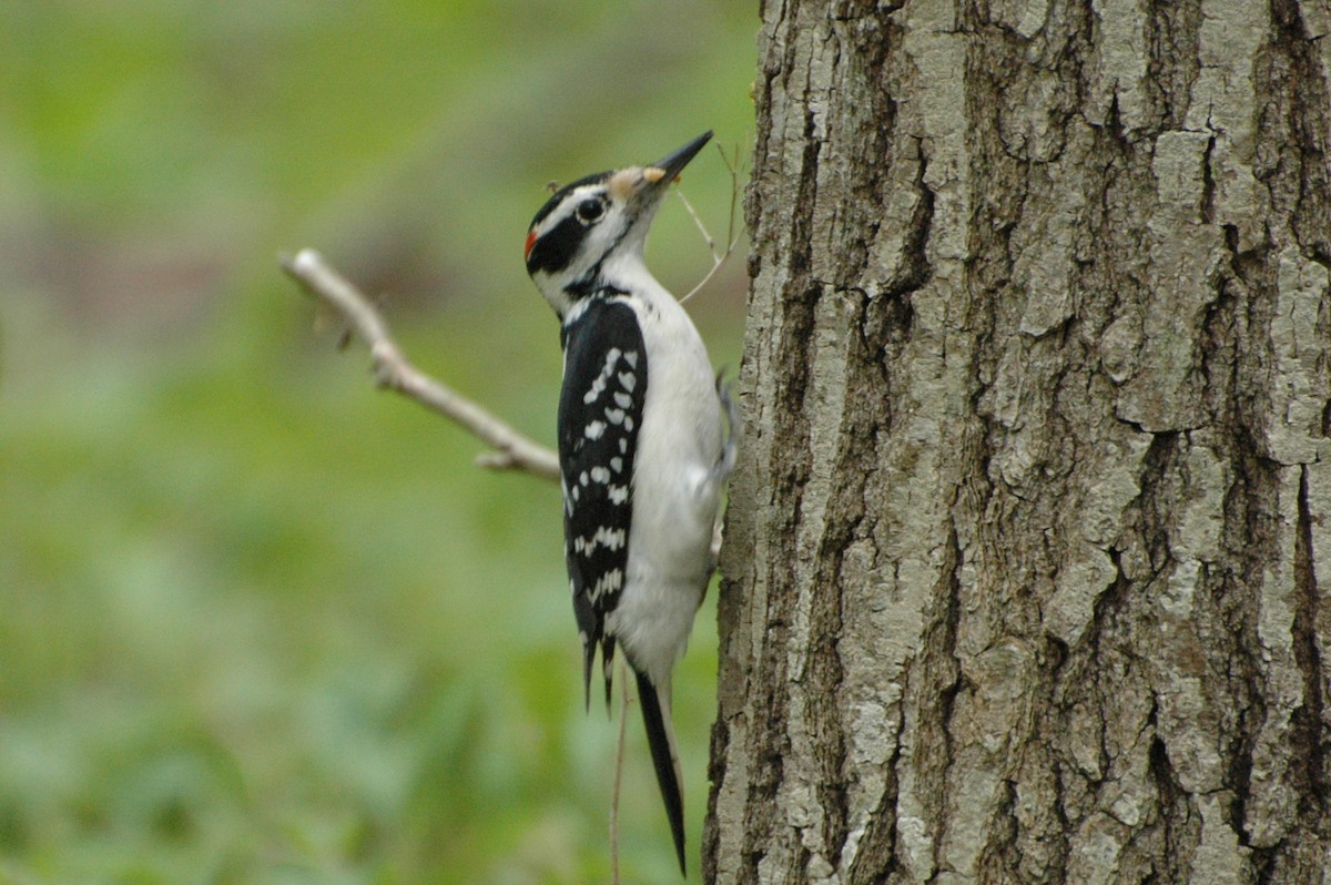 Hairy Woodpecker - ML451125061