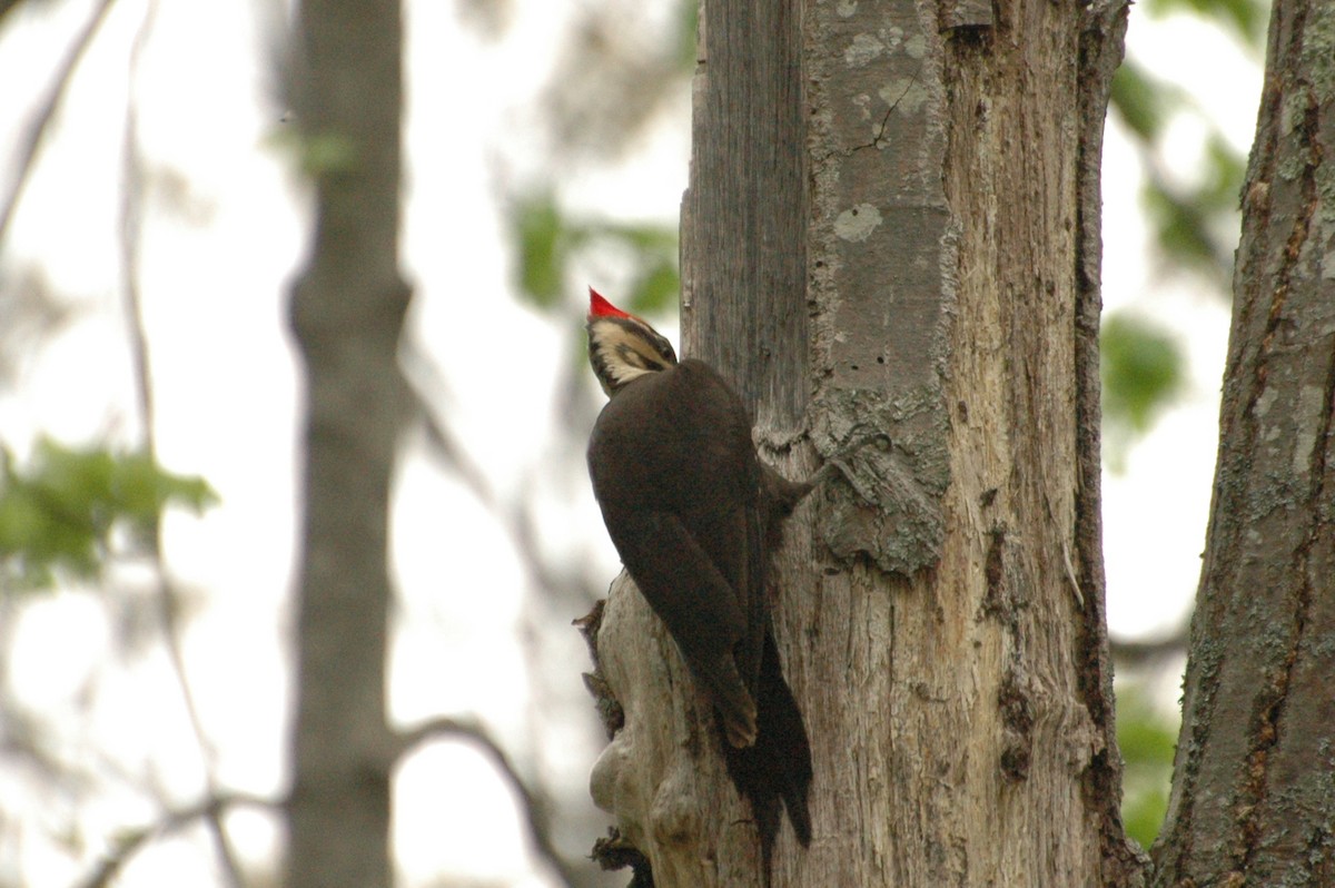 Pileated Woodpecker - ML451125101