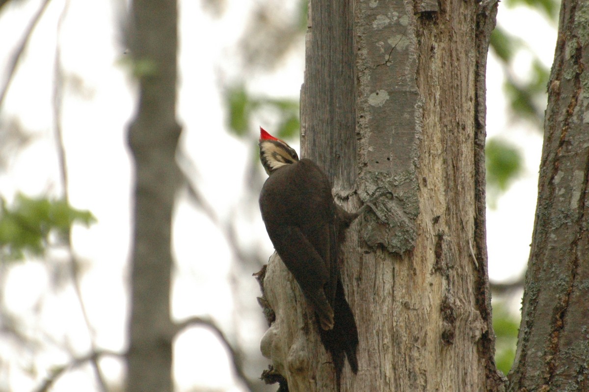 Pileated Woodpecker - Alex Tey