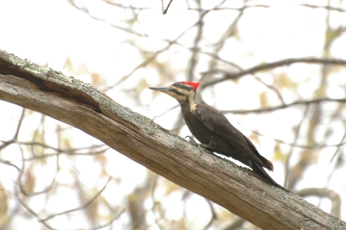 Pileated Woodpecker - ML451125111