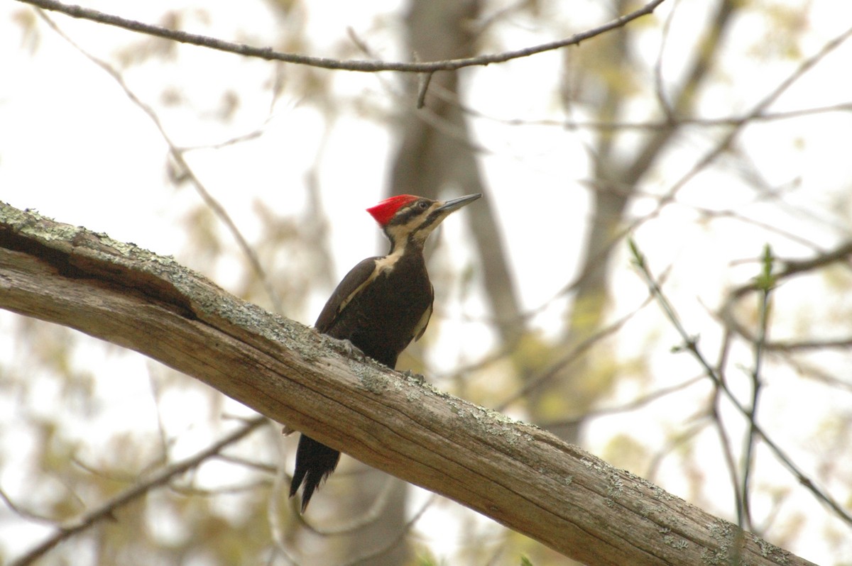 Pileated Woodpecker - ML451125141