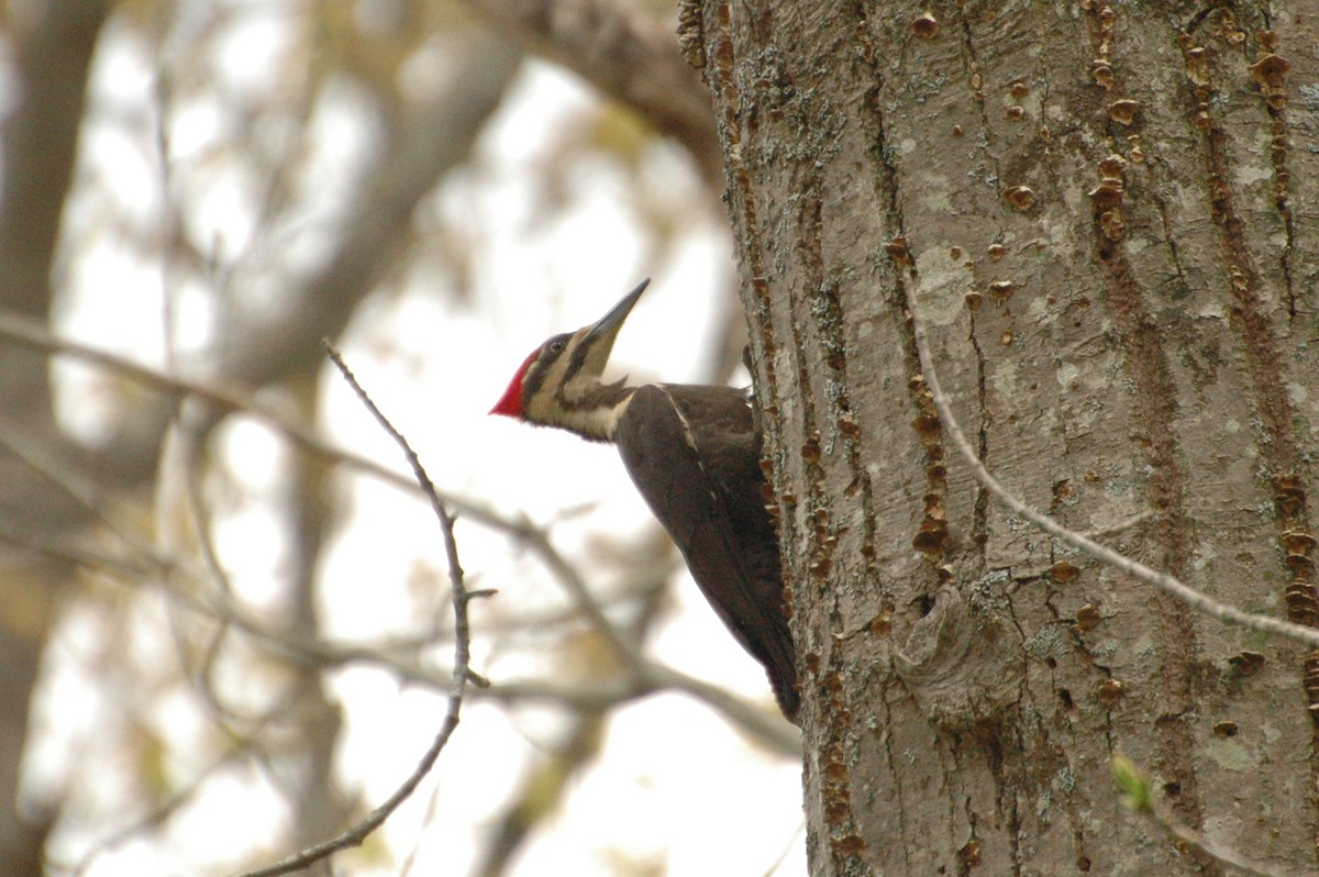 Pileated Woodpecker - ML451125151