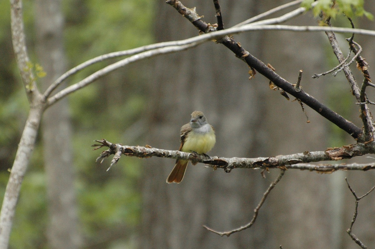 Great Crested Flycatcher - ML451125241