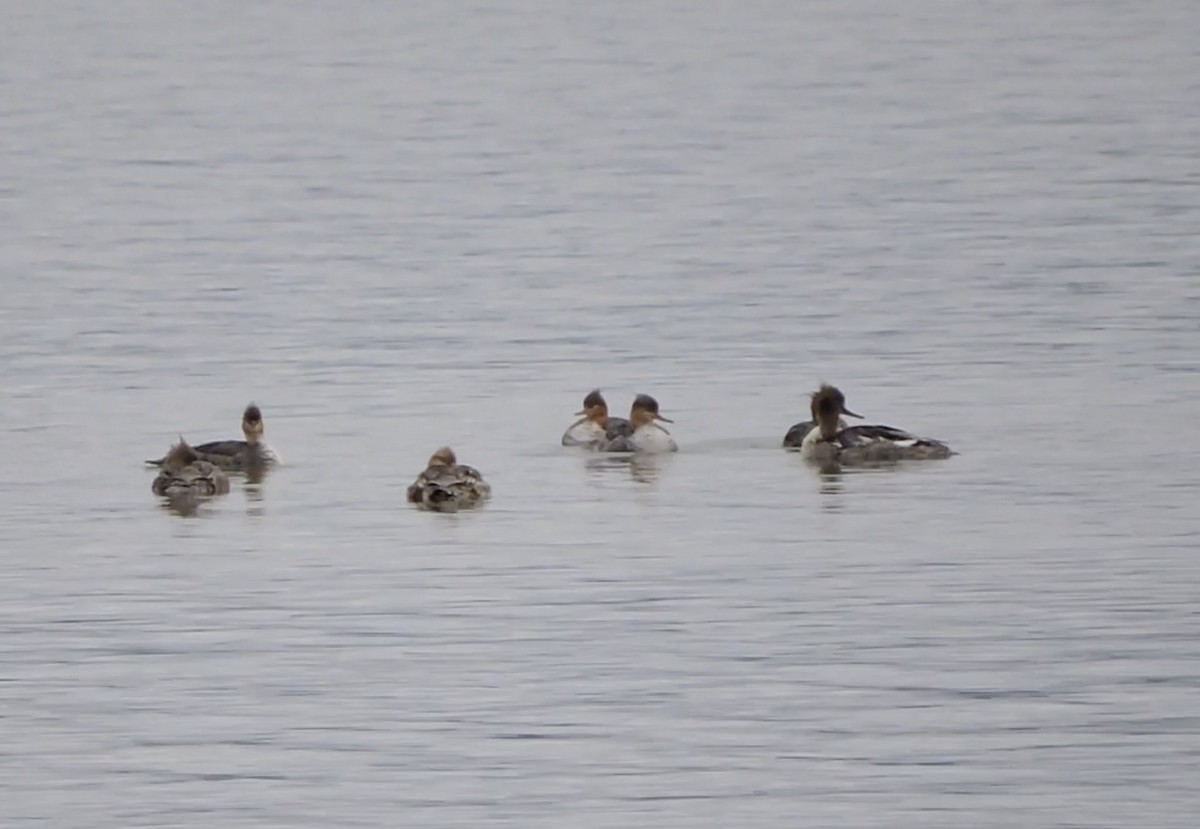 Сэвгэр бохио - ML451127001