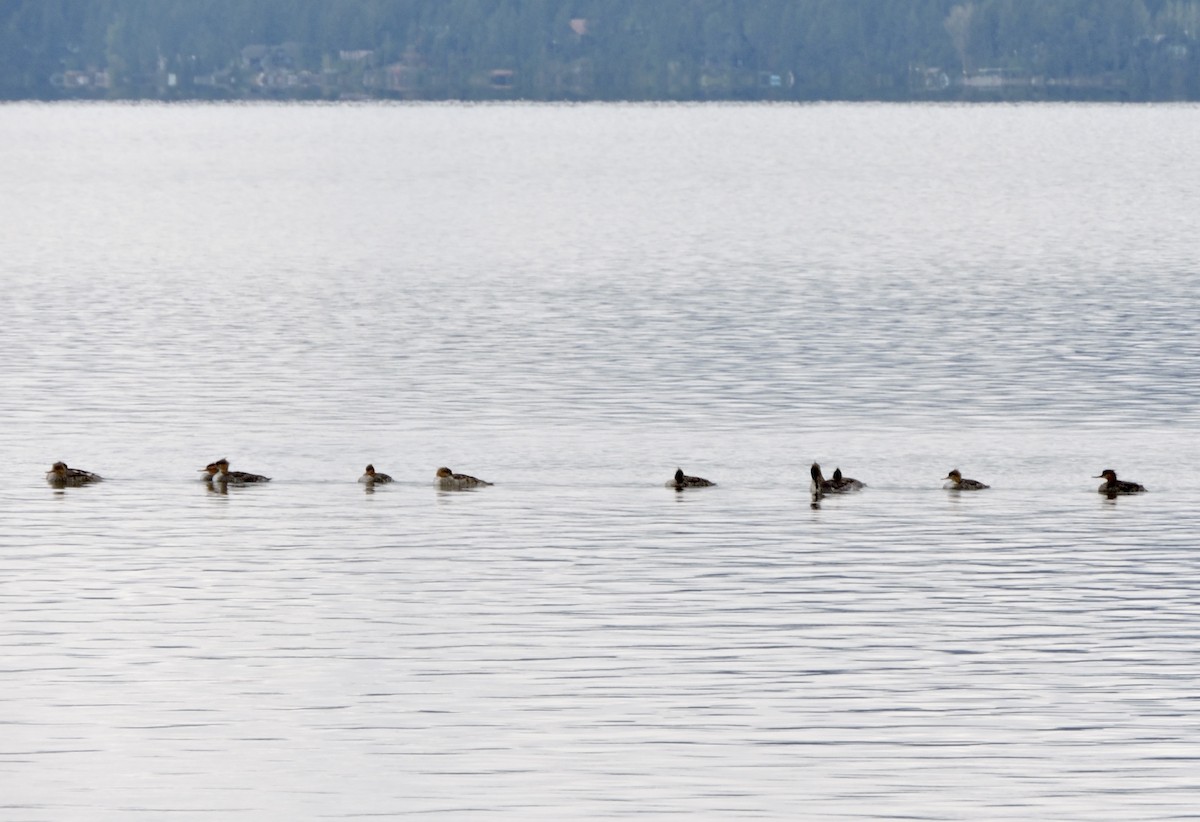 Red-breasted Merganser - ML451127051