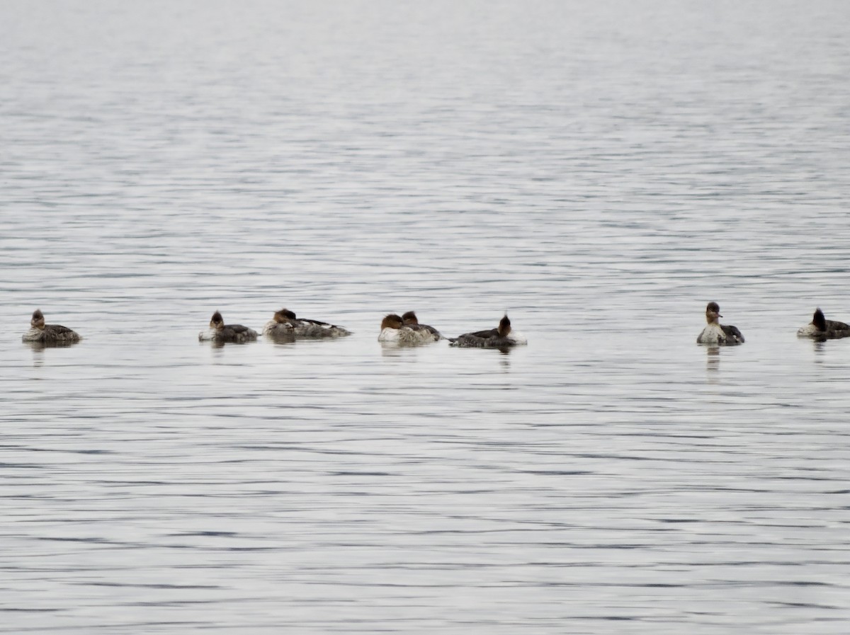 Сэвгэр бохио - ML451127061