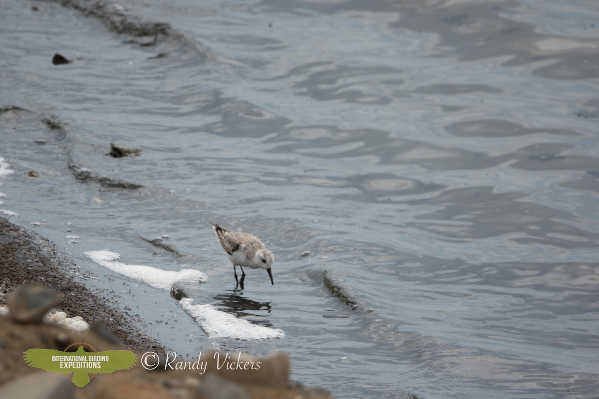 Western Sandpiper - ML451128741