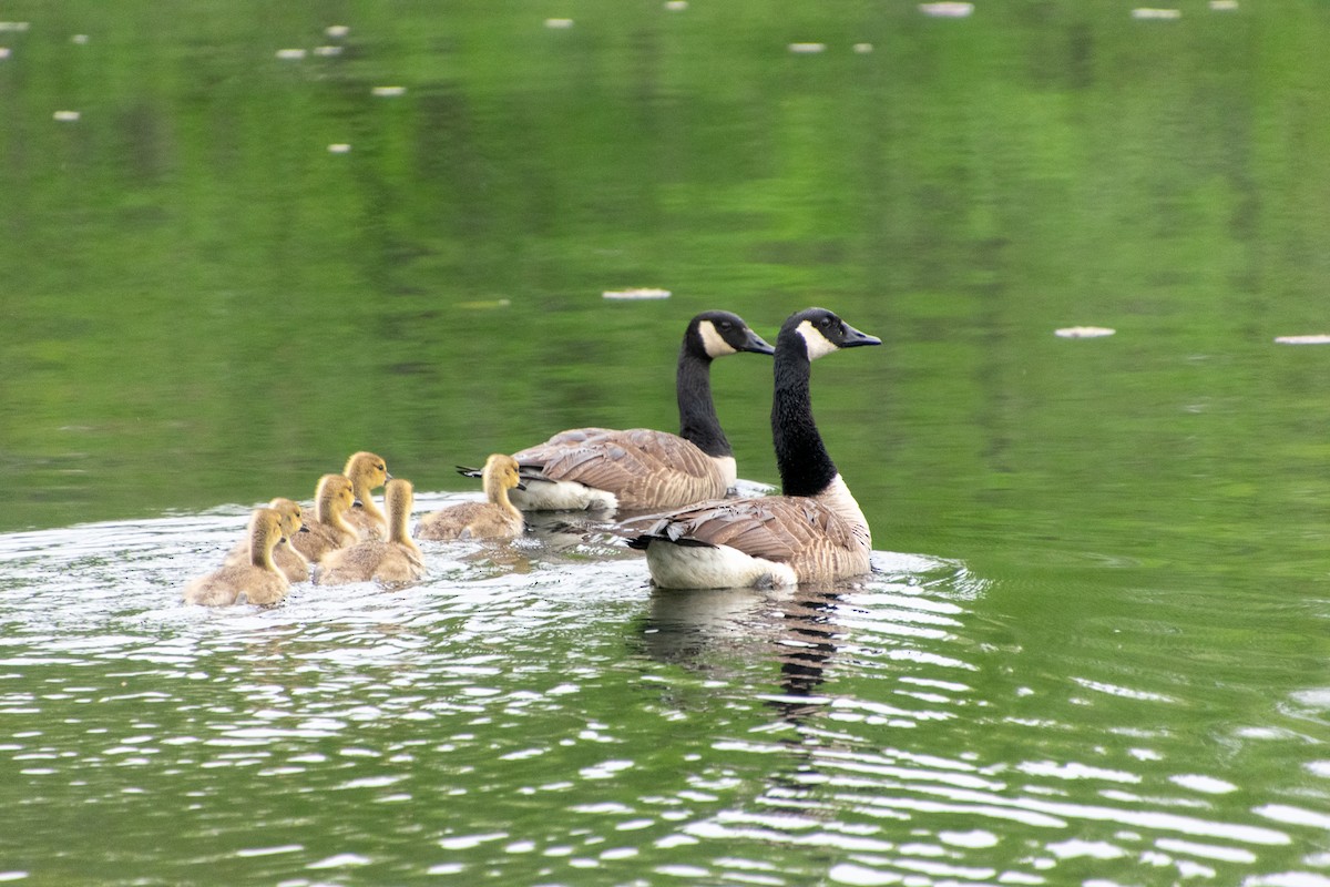 Canada Goose - ML451129571