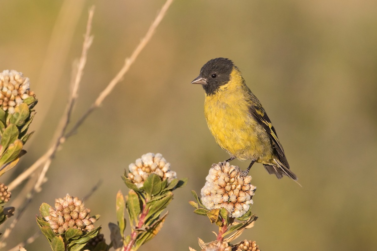 Hooded Siskin - ML451130151