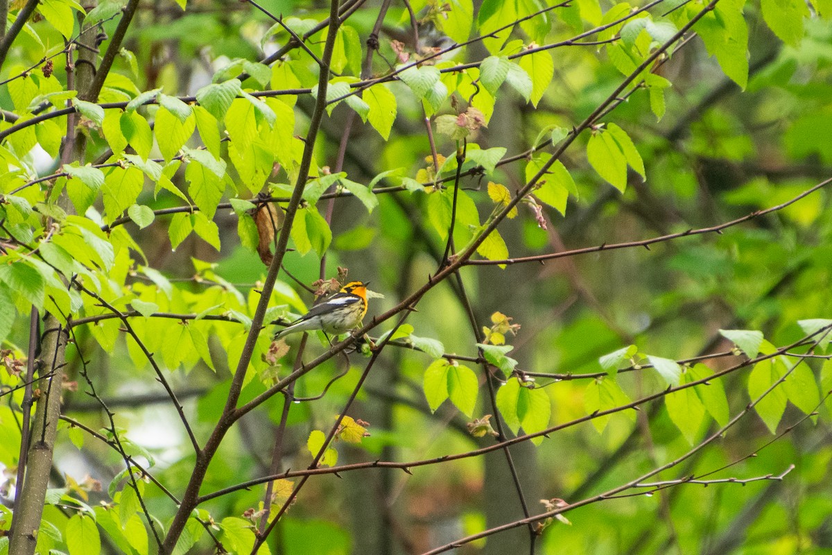 Blackburnian Warbler - ML451130531