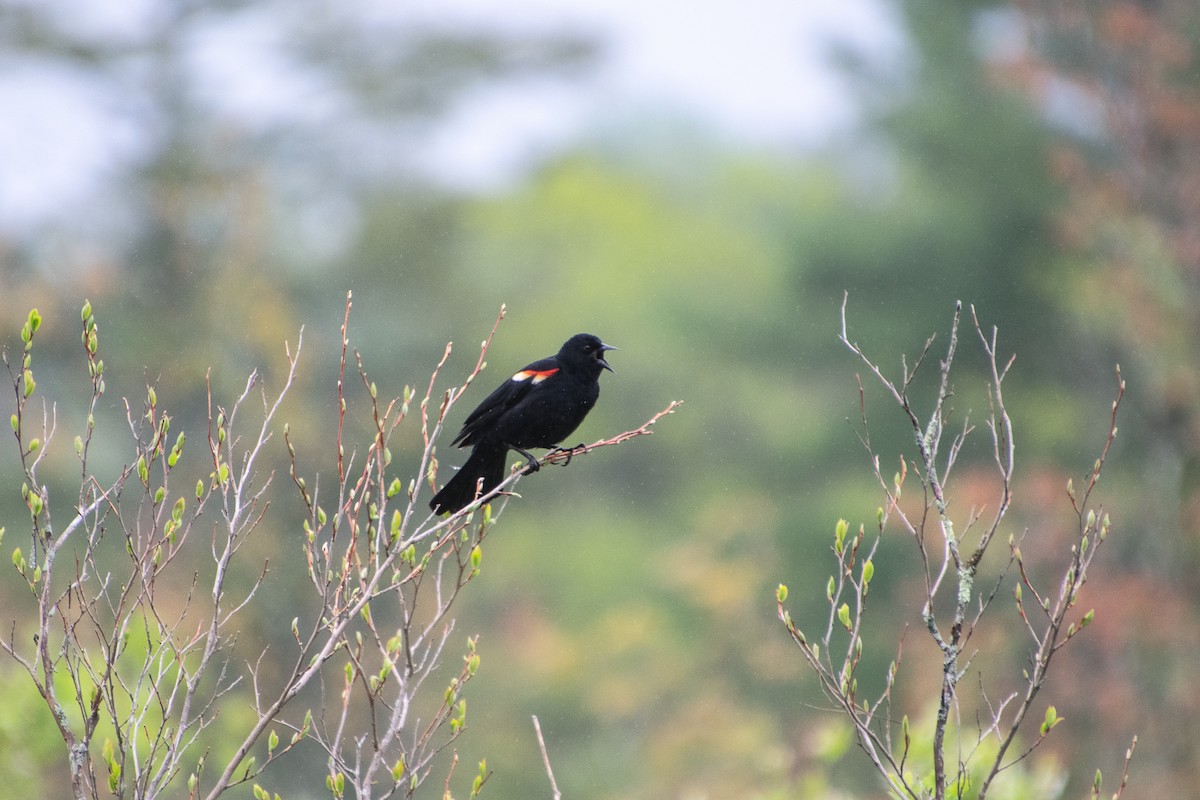 Red-winged Blackbird - ML451130621
