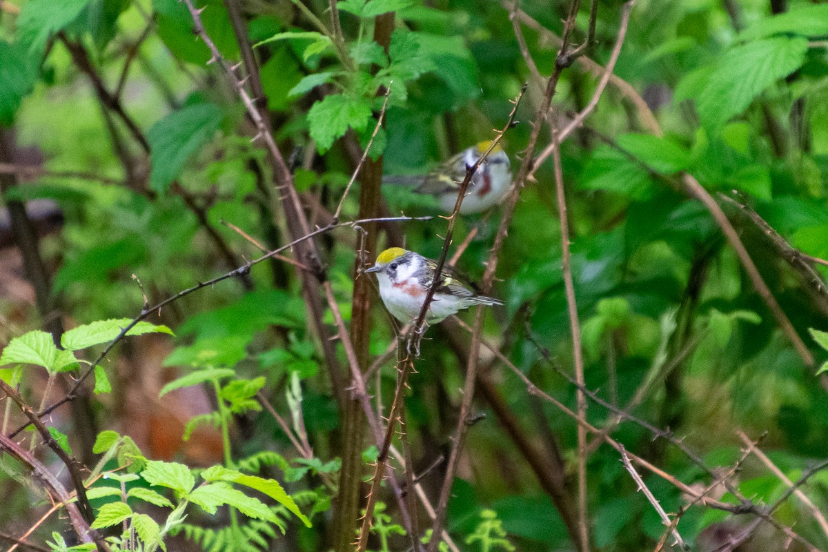 Chestnut-sided Warbler - ML451130931