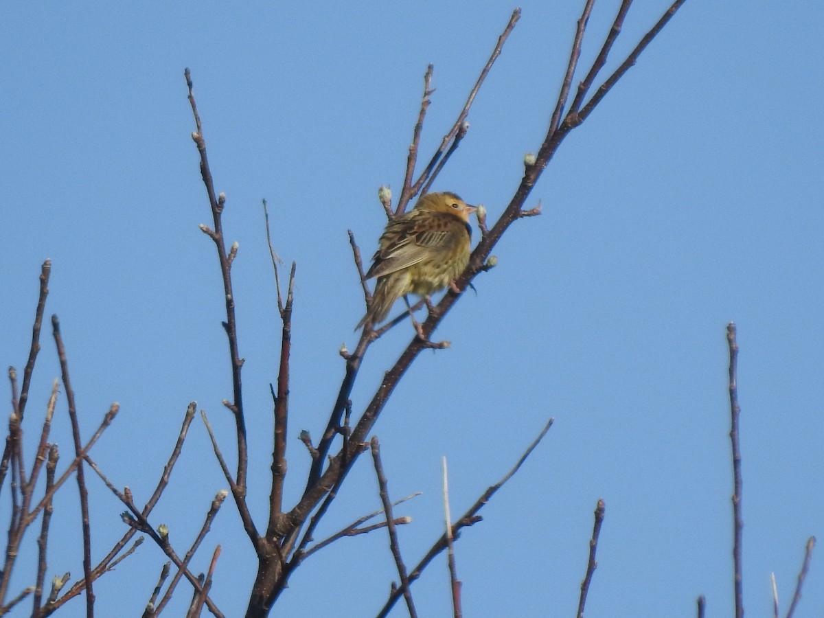 Bobolink - Diane LeBlanc