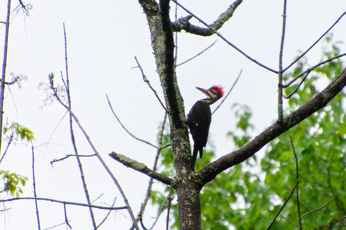 Pileated Woodpecker - ML451131191