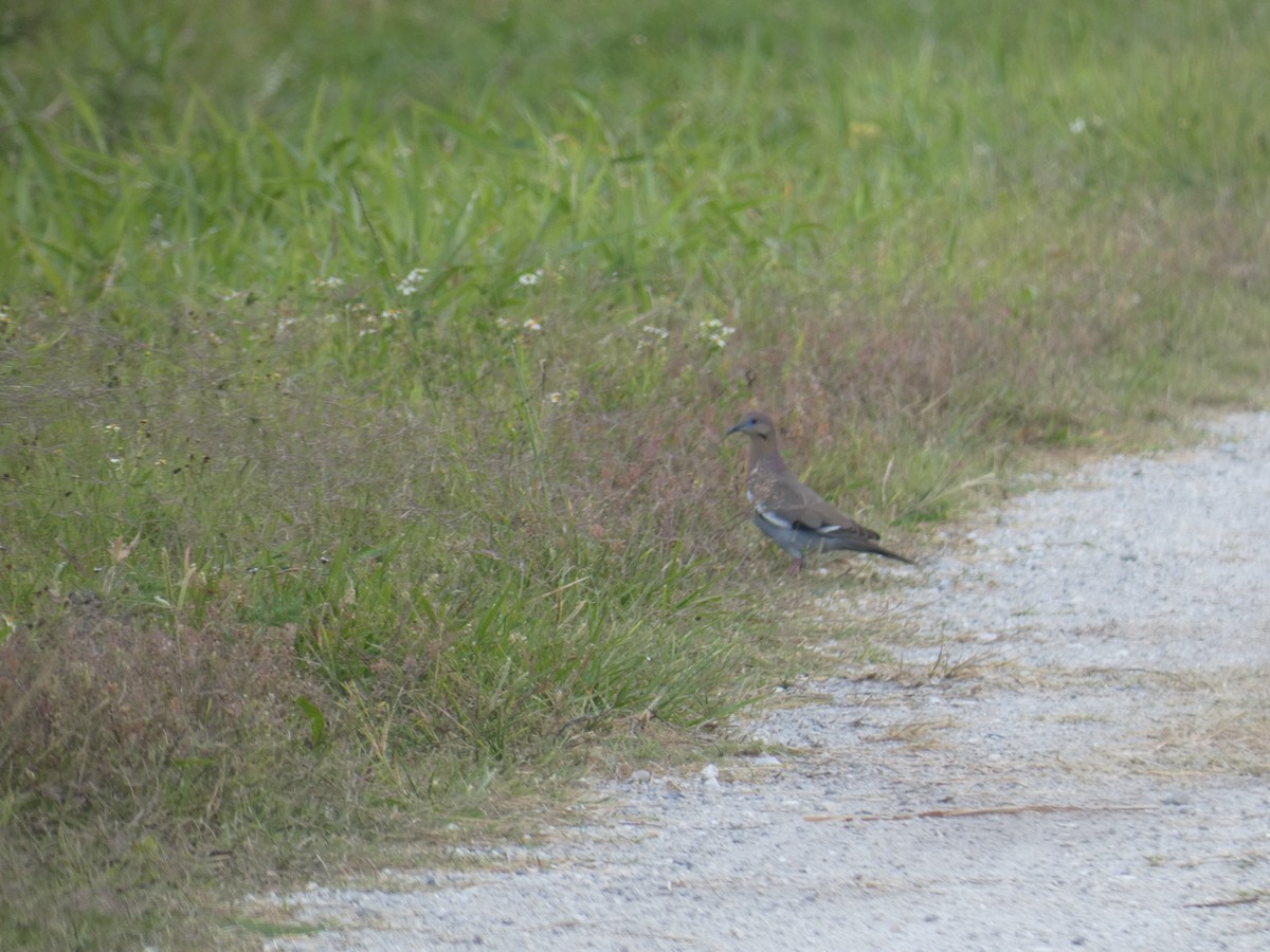 White-winged Dove - ML451131571